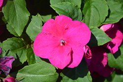Accent Premium Violet Impatiens (Impatiens walleriana 'Accent Premium Violet') at Lakeshore Garden Centres