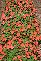 Accent Premium Salmon Impatiens (Impatiens walleriana 'Accent Premium Salmon') at Lakeshore Garden Centres