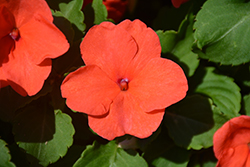 Accent Premium Salmon Impatiens (Impatiens walleriana 'Accent Premium Salmon') at Lakeshore Garden Centres