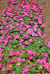 Accent Premium Rose Impatiens (Impatiens walleriana 'Accent Premium Rose') at Lakeshore Garden Centres