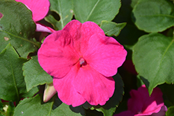 Accent Premium Rose Impatiens (Impatiens walleriana 'Accent Premium Rose') at Lakeshore Garden Centres
