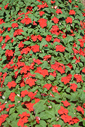 Accent Premium Red Impatiens (Impatiens walleriana 'Accent Premium Red') at Lakeshore Garden Centres