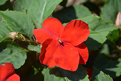 Accent Premium Red Impatiens (Impatiens walleriana 'Accent Premium Red') at Lakeshore Garden Centres