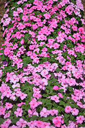 Accent Premium Pink Impatiens (Impatiens walleriana 'Accent Premium Pink') at Lakeshore Garden Centres