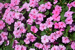 Accent Premium Pink Impatiens (Impatiens walleriana 'Accent Premium Pink') at Lakeshore Garden Centres