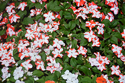 Accent Premium Orange Star Impatiens (Impatiens walleriana 'Accent Premium Orange Star') at Lakeshore Garden Centres