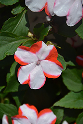 Accent Premium Orange Star Impatiens (Impatiens walleriana 'Accent Premium Orange Star') at Lakeshore Garden Centres
