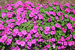 Accent Premium Lilac Impatiens (Impatiens walleriana 'Accent Premium Lilac') at Lakeshore Garden Centres