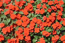 Accent Premium Deep Orange Impatiens (Impatiens walleriana 'Accent Premium Deep Orange') at Lakeshore Garden Centres