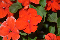 Accent Premium Deep Orange Impatiens (Impatiens walleriana 'Accent Premium Deep Orange') at Lakeshore Garden Centres