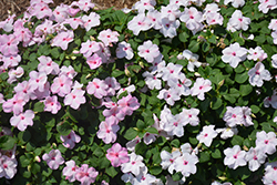 Accent Premium Bright Eye Impatiens (Impatiens walleriana 'Accent Premium Bright Eye') at Lakeshore Garden Centres