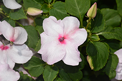 Accent Premium Bright Eye Impatiens (Impatiens walleriana 'Accent Premium Bright Eye') at Lakeshore Garden Centres