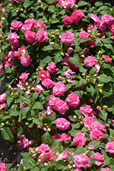 Rockapulco Rose Impatiens (Impatiens 'BALOLESTOP') at Lakeshore Garden Centres