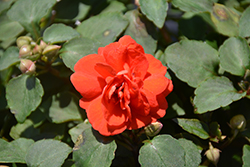 Rockapulco Dark Orange Impatiens (Impatiens 'BALFIEDEOR') at Lakeshore Garden Centres