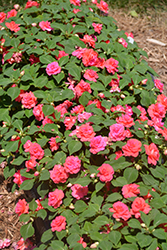 Rockapulco Coral Reef Impatiens (Impatiens 'Balcoree') at Lakeshore Garden Centres