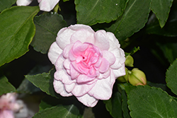 Rockapulco Appleblossom Impatiens (Impatiens 'BALFIEPLOS') at Lakeshore Garden Centres