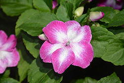 Super Elfin XP Violet Starburst Impatiens (Impatiens walleriana 'Super Elfin XP Violet Starburst') at Lakeshore Garden Centres