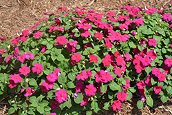 Super Elfin XP Violet Impatiens (Impatiens walleriana 'Super Elfin XP Violet') at Lakeshore Garden Centres
