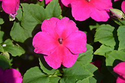 Super Elfin XP Violet Impatiens (Impatiens walleriana 'Super Elfin XP Violet') at Lakeshore Garden Centres