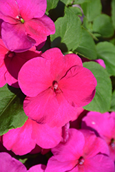 Super Elfin XP Rose Impatiens (Impatiens walleriana 'Super Elfin XP Rose') at Lakeshore Garden Centres