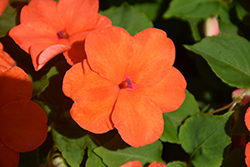 Super Elfin XP Salmon Impatiens (Impatiens walleriana 'PAS899543') at Lakeshore Garden Centres