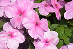 Super Elfin XP Lilac Impatiens (Impatiens walleriana 'Super Elfin XP Lilac') at Lakeshore Garden Centres