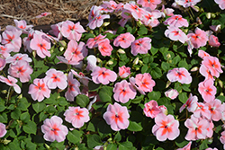 Super Elfin XP Coral Impatiens (Impatiens walleriana 'Super Elfin XP Coral') at Lakeshore Garden Centres