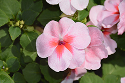 Super Elfin XP Coral Impatiens (Impatiens walleriana 'Super Elfin XP Coral') at Lakeshore Garden Centres