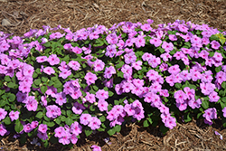 Super Elfin XP Lilac Impatiens (Impatiens walleriana 'Super Elfin XP Lilac') at Lakeshore Garden Centres