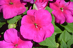 Super Elfin Ruby Impatiens (Impatiens walleriana 'Super Elfin Ruby') at Lakeshore Garden Centres