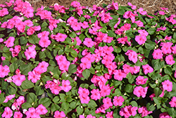 Super Elfin Ruby Impatiens (Impatiens walleriana 'Super Elfin Ruby') at Lakeshore Garden Centres