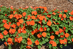 Super Elfin Bright Orange Impatiens (Impatiens walleriana 'Super Elfin Bright Orange') at A Very Successful Garden Center