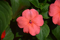 Lollipop Peach Salmon Impatiens (Impatiens 'Lollipop Peach Salmon') at Lakeshore Garden Centres