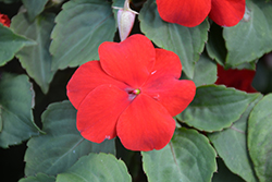 Lollipop Cherry Red Impatiens (Impatiens 'Lollipop Cherry Red') at Lakeshore Garden Centres