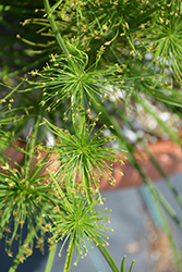 A Lil In Da Nile Papyrus (Cyperus 'A Lil In Da Nile') at Lakeshore Garden Centres