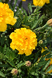 Safari Gold Marigold (Tagetes patula 'Safari Gold') at Lakeshore Garden Centres