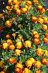 Little Hero Spry Marigold (Tagetes patula 'Little Hero Spry') at Lakeshore Garden Centres
