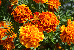 Super Hero Orange Flame Marigold (Tagetes patula 'Super Hero Orange Flame') at Lakeshore Garden Centres
