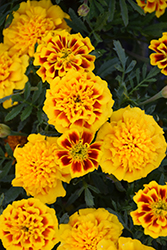 Super Hero Yellow Bee Marigold (Tagetes patula 'Super Hero Yellow Bee') at Lakeshore Garden Centres
