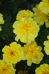 Alumia Yellow Marigold (Tagetes patula 'Alumia Yellow') at Lakeshore Garden Centres