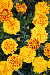 Safari Yellow Fire Marigold (Tagetes patula 'Safari Yellow Fire') at Lakeshore Garden Centres