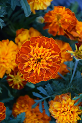 Bonanza Harmony Marigold (Tagetes patula 'Bonanza Harmony') at Lakeshore Garden Centres
