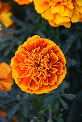 Bonanza Flame Marigold (Tagetes patula 'Bonanza Flame') at Lakeshore Garden Centres