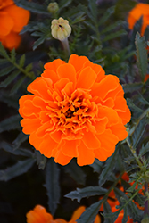 Bonanza Deep Orange Marigold (Tagetes patula 'PAS1220004') at Lakeshore Garden Centres