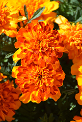 Bonanza Bolero Marigold (Tagetes patula 'PAS1197788') at Lakeshore Garden Centres