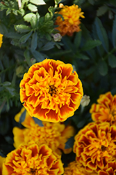 Bonanza Bee Marigold (Tagetes patula 'PAS2258') at Lakeshore Garden Centres