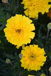 Cresta Yellow Marigold (Tagetes patula 'Cresta Yellow') at Lakeshore Garden Centres