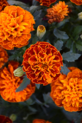 Hot Pak Harmony Marigold (Tagetes patula 'PAS1077387') at Golden Acre Home & Garden