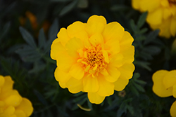 Durango Yellow Marigold (Tagetes patula 'Durango Yellow') at A Very Successful Garden Center