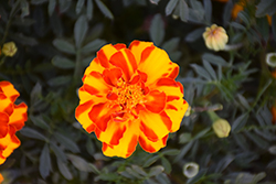 Durango Bolero Marigold (Tagetes patula 'Durango Bolero') at Lakeshore Garden Centres